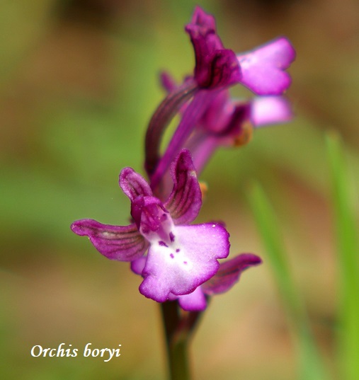 Orchidee dell''Epiro e del Peloponneso